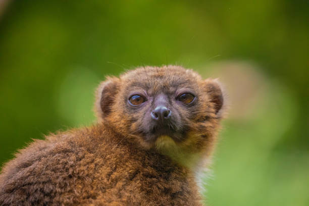 istock red-fronted brown lemur with long beautiful tail 1628104808