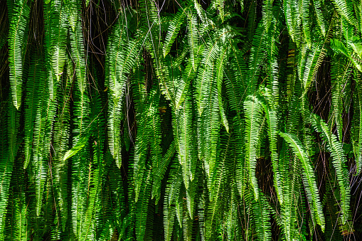 Nephrolepis cordifolia aka Ladder fern, or tuber ladder fern close up