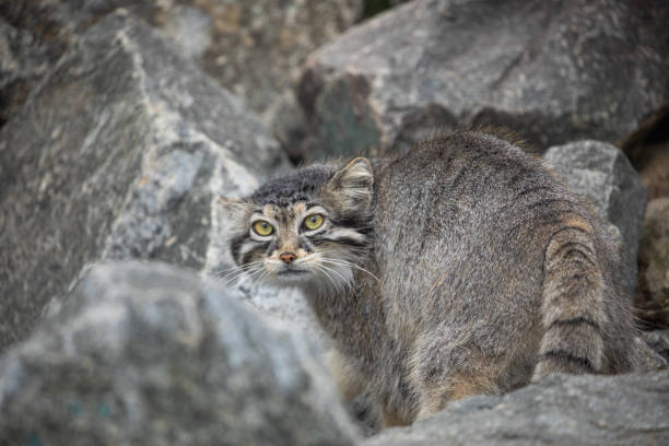istock Pallas's cat Manul Otocolobus manul cute wild cat 1628114356