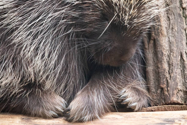 istock Cape porcupine South African Hystrix africaeaustralis 1628118424