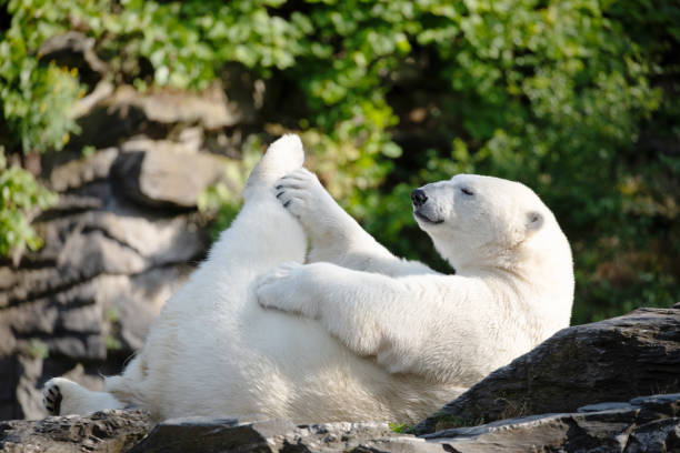 istock Funny polar bear. Polar bear sitting funny pose. 1628120982