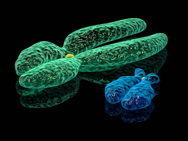 3d render illustration of X and Y chromosomes stock photo