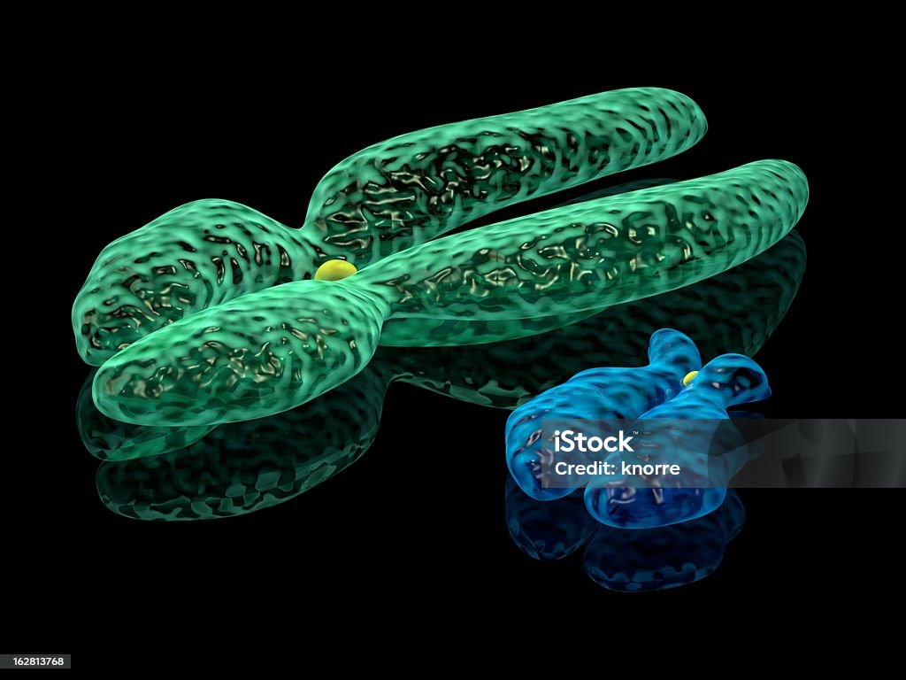 3 d рендеринга иллюстрация X и Y хромосом - Стоковые фото Chromatin роялти-фри