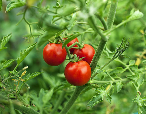 tomates cherry - ristra fotografías e imágenes de stock