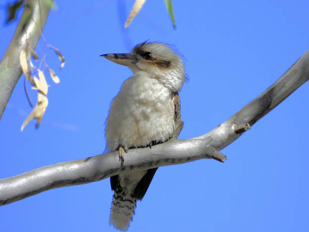 istock Barmah National Park, Victoria, Australia 1628143406