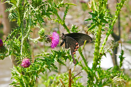 butterflies in a plant