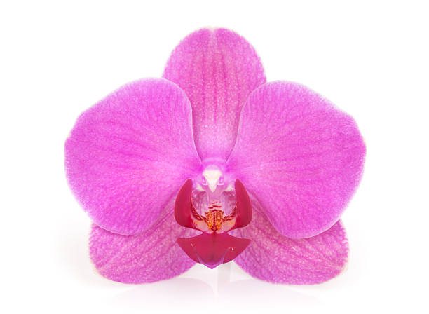 istock Pink orchid flower 162815477