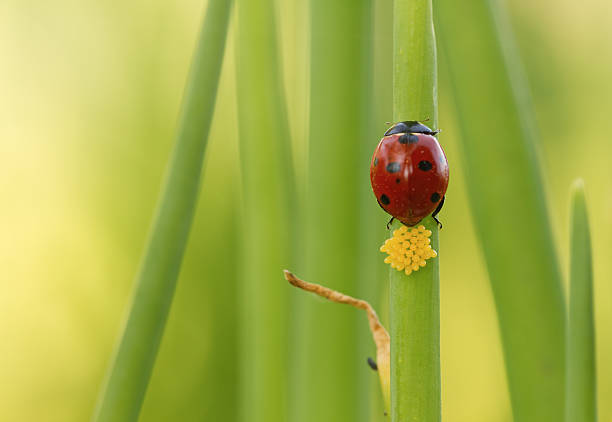 coccinella - ladybug grass leaf close up foto e immagini stock