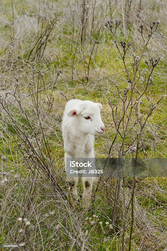 Agnello in un campo - Foto stock royalty-free di Agnello - Animale