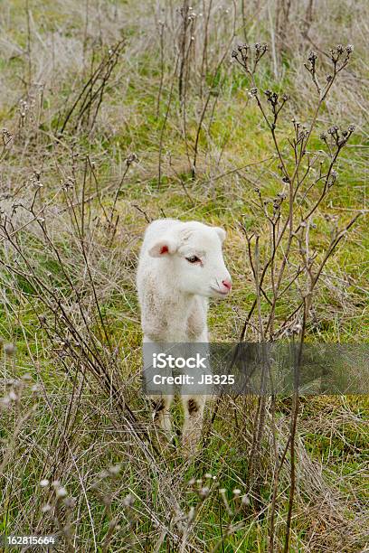 Foto de Cordeiro Em Um Campo e mais fotos de stock de Animal - Animal, Animal doméstico, Animal recém-nascido