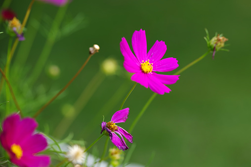 wild purple flower, garden flower.