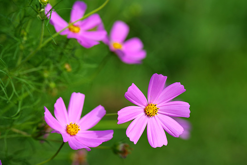 wild purple flower, the beauty of natural flower