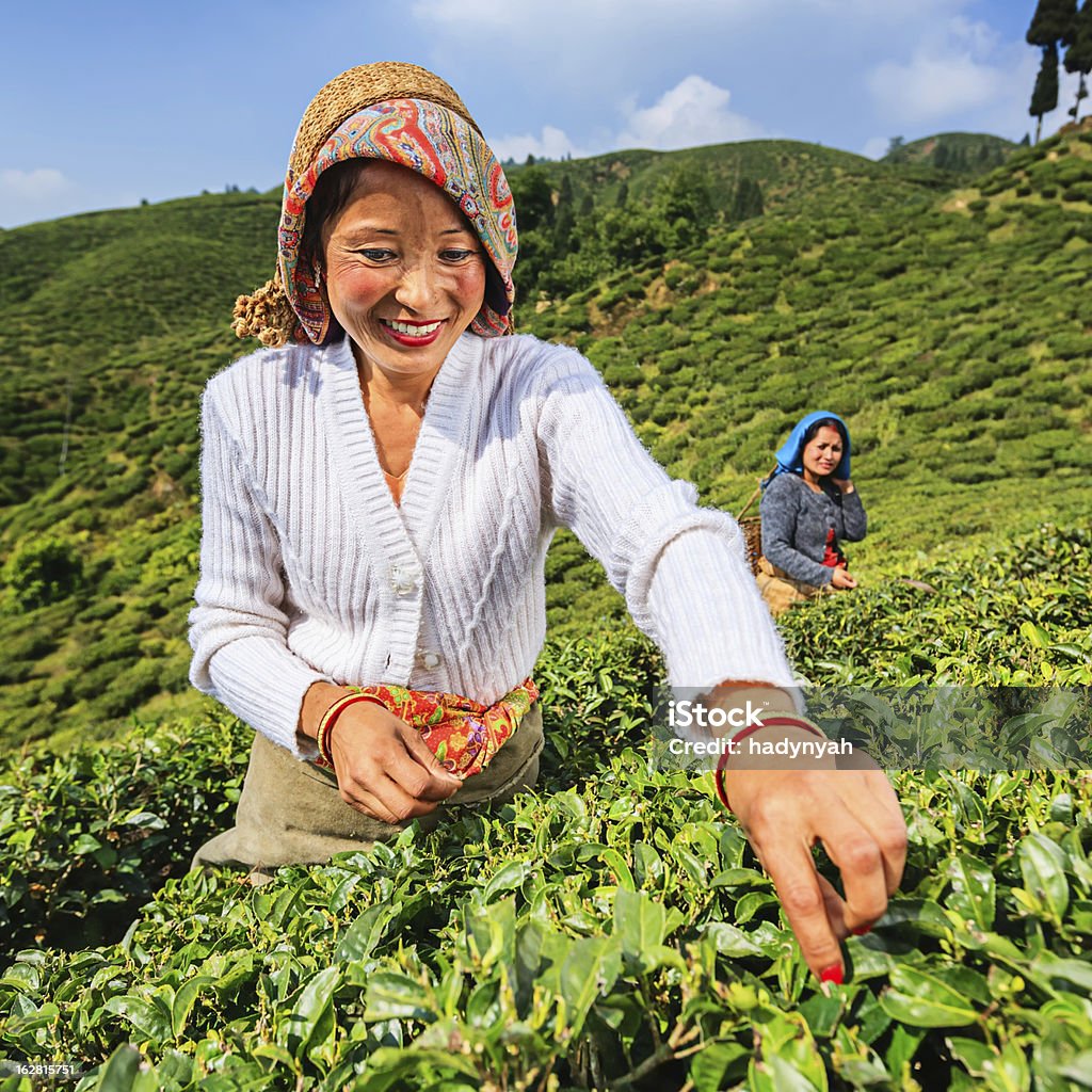 Indian separadores plucking folhas de chá em Darjeeling, Índia - Foto de stock de Adulto royalty-free