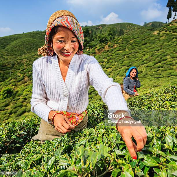 Foto de Indian Separadores Plucking Folhas De Chá Em Darjeeling Índia e mais fotos de stock de Adulto