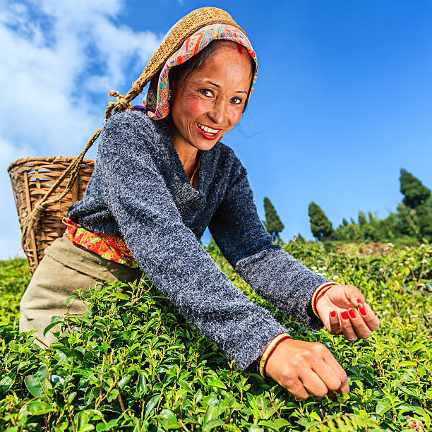istock Indian pickers plucking tea leaves in Darjeeling, India 162815755