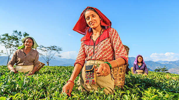 istock Indian pickers plucking tea leaves in Darjeeling, India 162815808