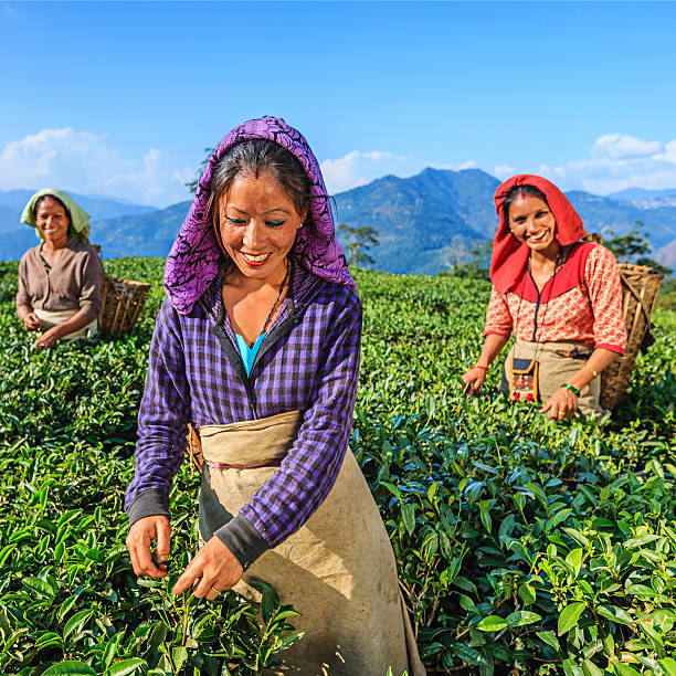 istock Indian pickers plucking tea leaves in Darjeeling, India 162815809