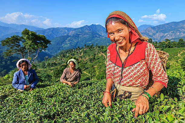 istock Indian pickers plucking tea leaves in Darjeeling, India 162815815