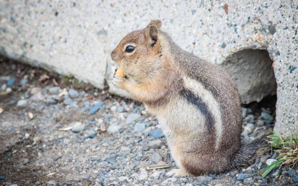 istock golden-mantled ground squirrel 1628162530