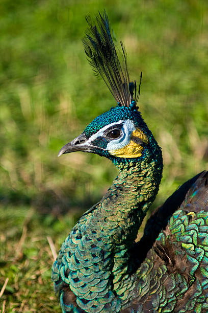 istock Green peacock portrait 162816666