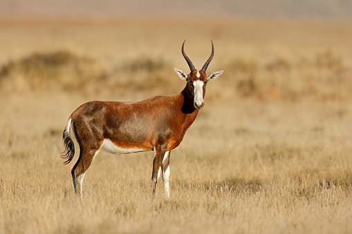 A blesbok antelope (Damaliscus pygargus) in grassland, Mountain Zebra National Park, South Africa