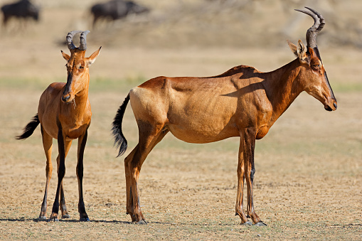 Red hartebeest antelopes (Alcelaphus buselaphus) in natural habitat, Kalahari desert, South Africa