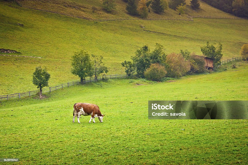 Ayrshire Cow Ayrshire cow in a pasture in Valle Aurina, Brunico, Trentino Alto Adige, Italy Agricultural Field Stock Photo