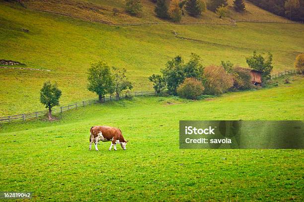 Ayrshire Cow Stock Photo - Download Image Now - Agricultural Field, Agriculture, Alto Adige - Italy