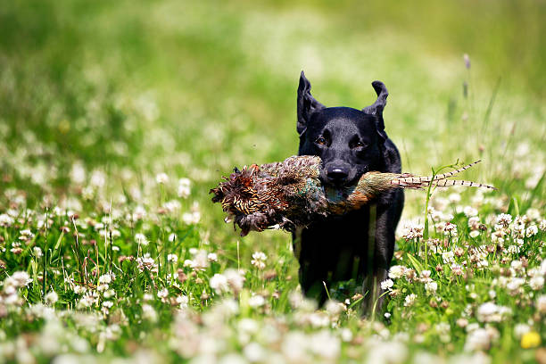 preto labrador cachorro com faisão - pheasant hunting dog retriever - fotografias e filmes do acervo