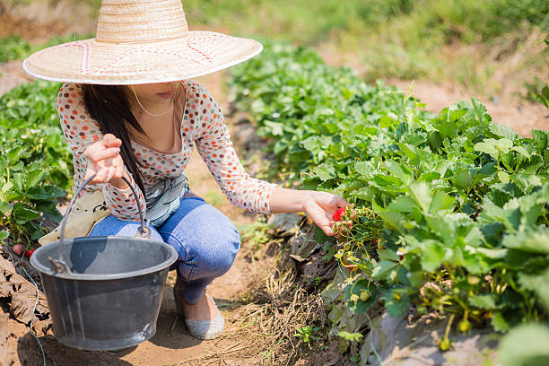 Kobieta zbiorów truskawki w farm – zdjęcie