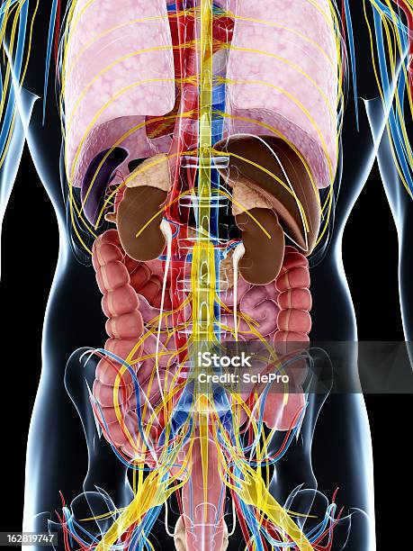 Anatomia Posterior - Fotografias de stock e mais imagens de Corpo humano - Corpo humano, Ilustração, Sistema Nervoso Humano