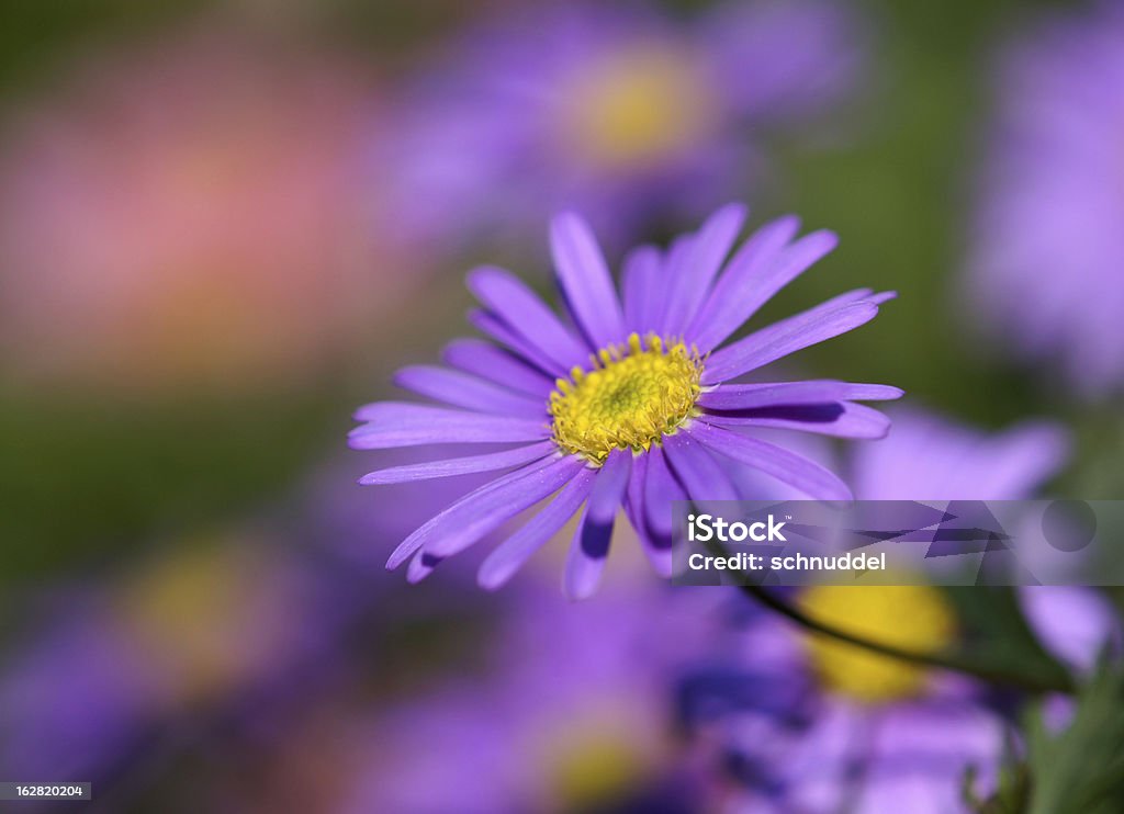 Couleur violet daisies - Photo de Anthémis libre de droits