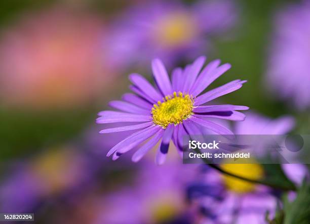 Photo libre de droit de Couleur Violet Daisies banque d'images et plus d'images libres de droit de Anthémis - Anthémis, Arbre en fleurs, Botanique