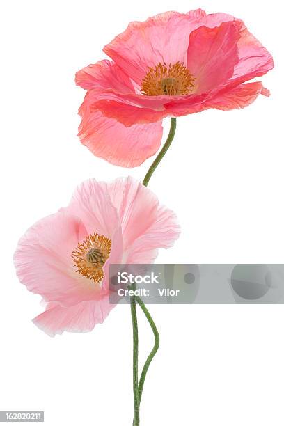 Poppy Stockfoto und mehr Bilder von Blume - Blume, Blumenstrauß, Blüte