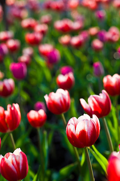 Tulipani - foto stock