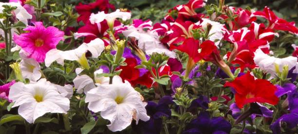 istock Petunias - Goshen, Indiana 1628219008