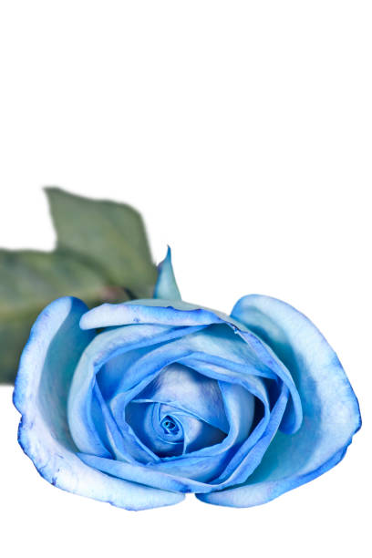 istock rose, spring time flower beauty in nature 162822446