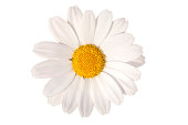 white daisy, spring time flower beauty in nature