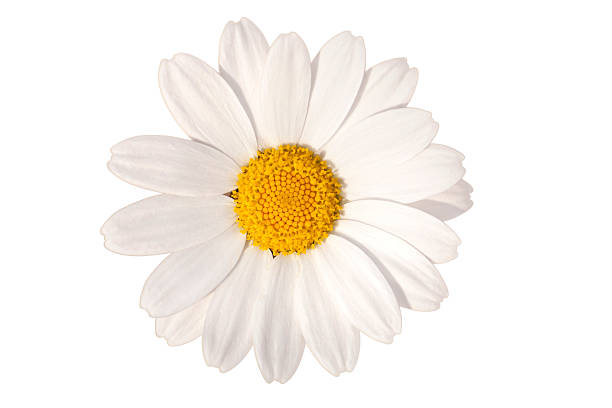 branco margarida, tempo de primavera flor de beleza natural - chamomile imagens e fotografias de stock