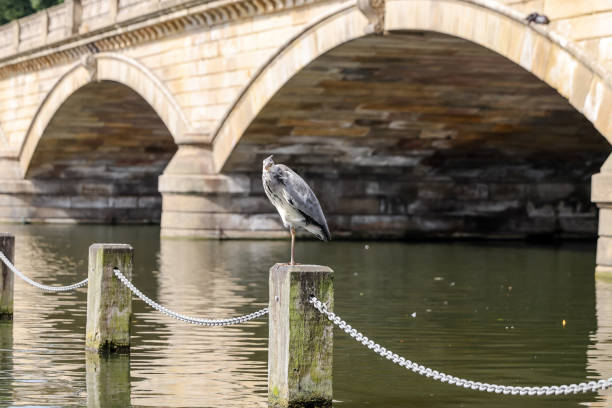 ロンドンのハイドパークのポストに腰掛けたサギ - london england park london hyde street ストックフォトと画像