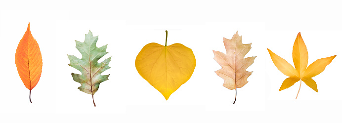 Cut out on white background autumn leaves. Variation of sweetgum, oak, cherry, redbud tree leaves in autumn colors. Design element.