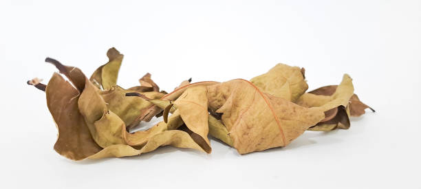 istock Bay leaves isolated on white background 1628254902