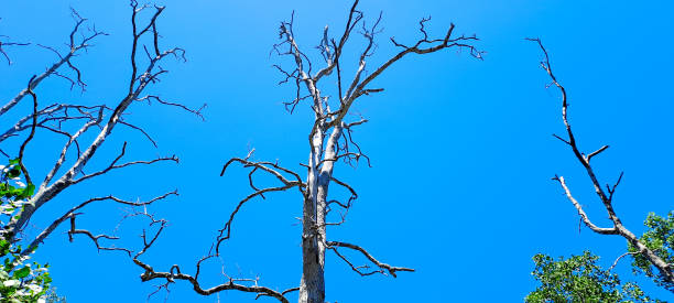 Baum