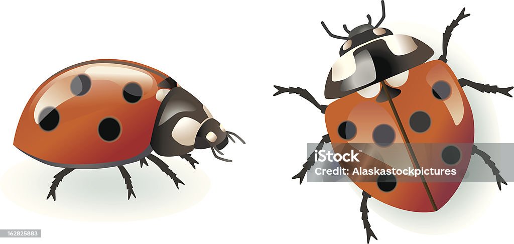 Ladybugs. - arte vectorial de Biología libre de derechos
