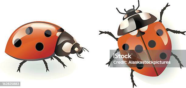 Ilustración de Ladybugs y más Vectores Libres de Derechos de Biología - Biología, Color negro, Escarabajo