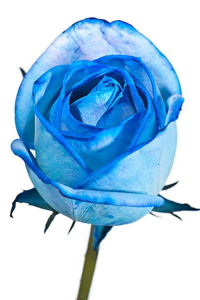 istock rose, spring time flower beauty in nature 162826654