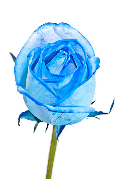 istock rose, spring time flower beauty in nature 162827877