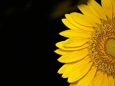 Tokyo, Japan - August 20, 2023: Closeup of Isolated Sunflower on black background