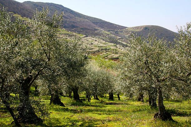 оливковые деревьев - millet terrace стоковые фото и изображения