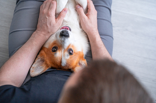 Portrait of funny corgi dog on owner lap, top view with upside down head, smiling muzzle with tongue hanging out. Happy family with pet is resting on floor, hugs. Puppy lies on legs, hands stroke wool